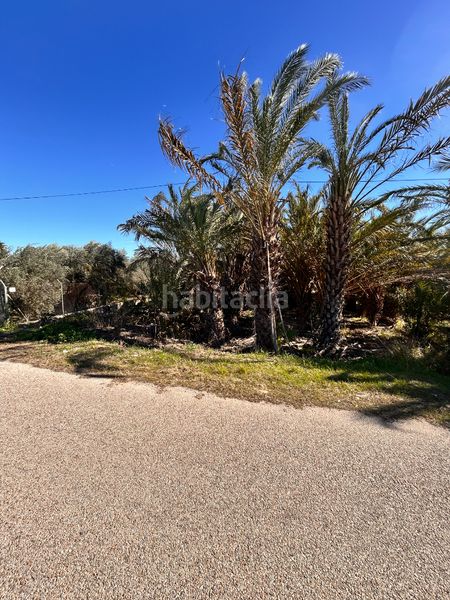 Finca rústica Partida daimes. Terreno de 3.500 m² con palmeras y acceso asfaltado - la úrsula — 3