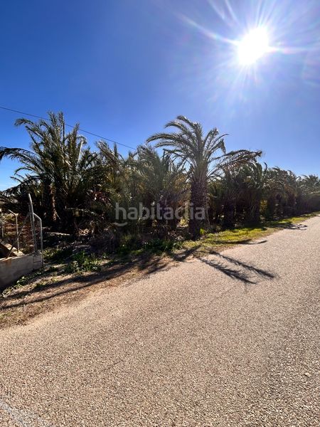Finca rústica Partida daimes. Terreno de 3.500 m² con palmeras y acceso asfaltado - la úrsula — 4
